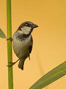 House Sparrow