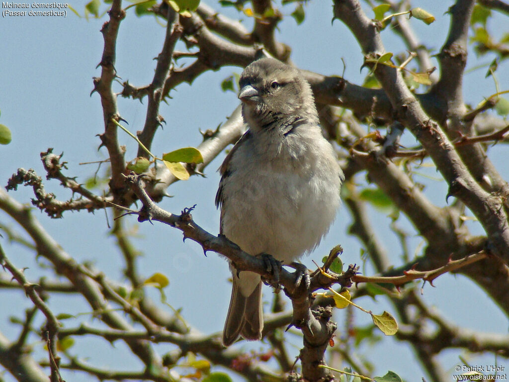 Moineau domestique