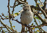 Moineau domestique