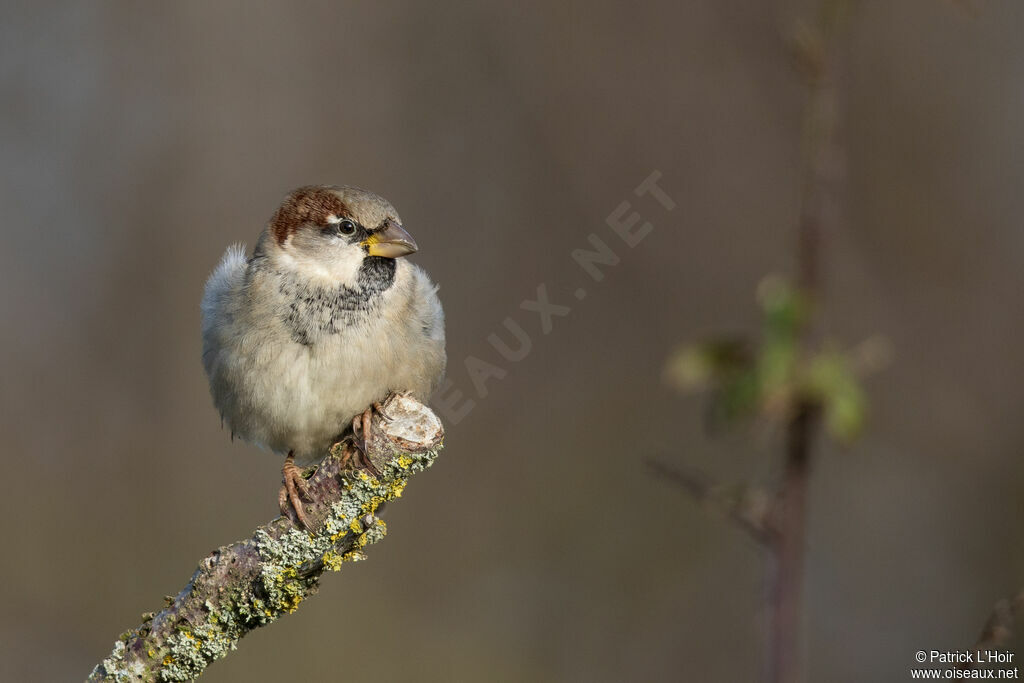 Moineau domestique