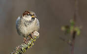 Moineau domestique