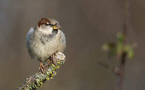 Moineau domestique