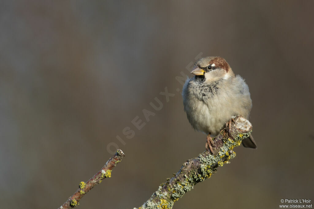 House Sparrow