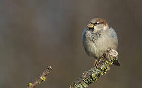 House Sparrow