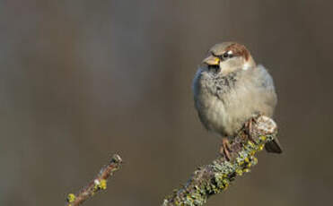 Moineau domestique