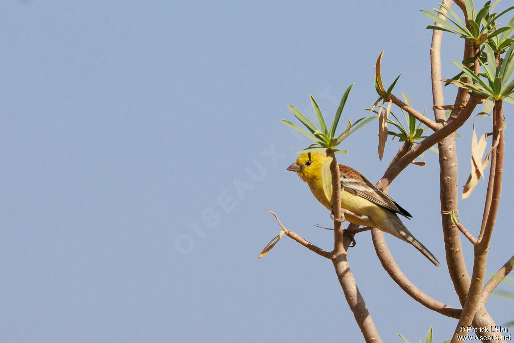 Sudan Golden Sparrow