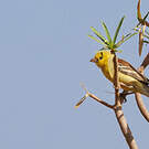 Moineau doré