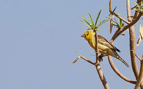 Sudan Golden Sparrow