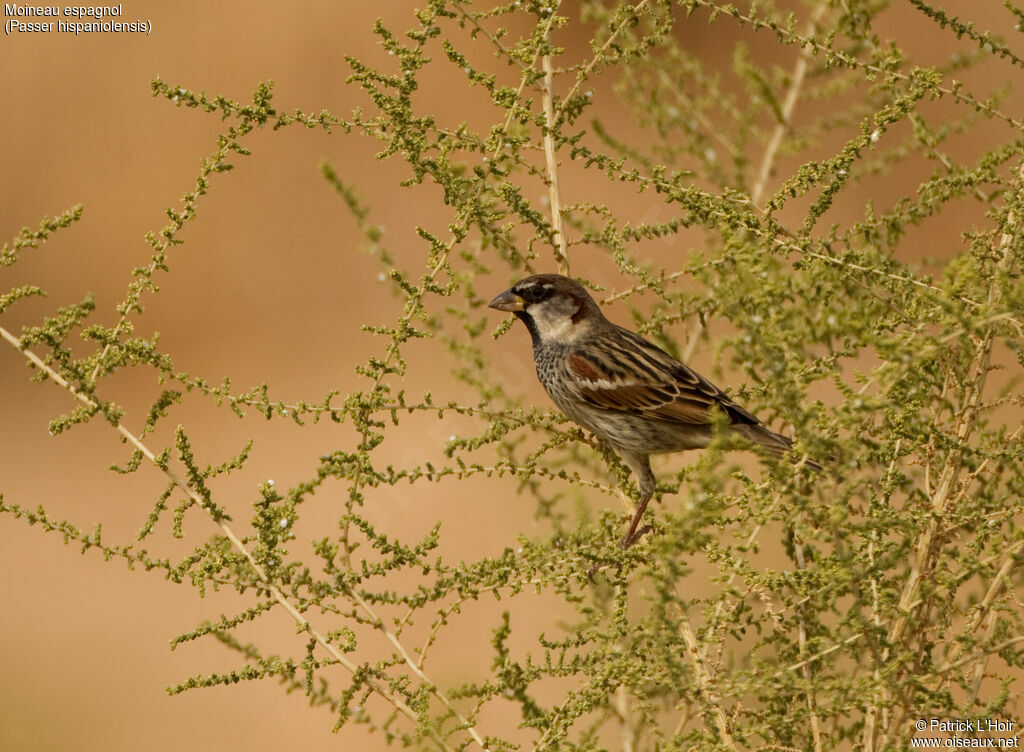 Moineau espagnol mâle adulte