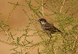 Moineau espagnol