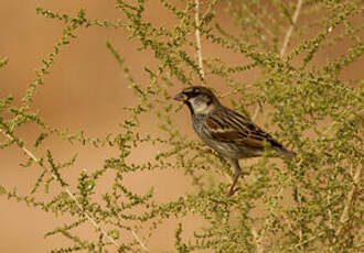 Moineau espagnol