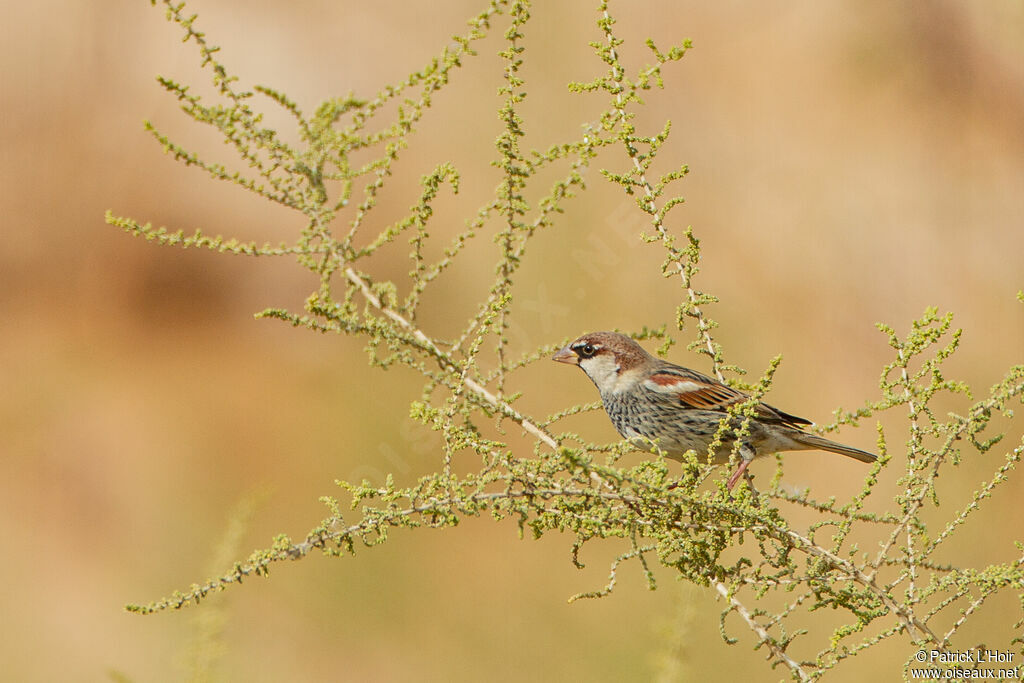 Moineau espagnol mâle adulte