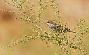 Spanish Sparrow