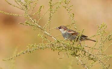 Moineau espagnol