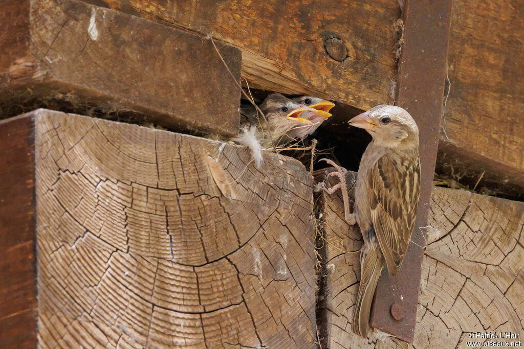 Spanish Sparrow, Reproduction-nesting