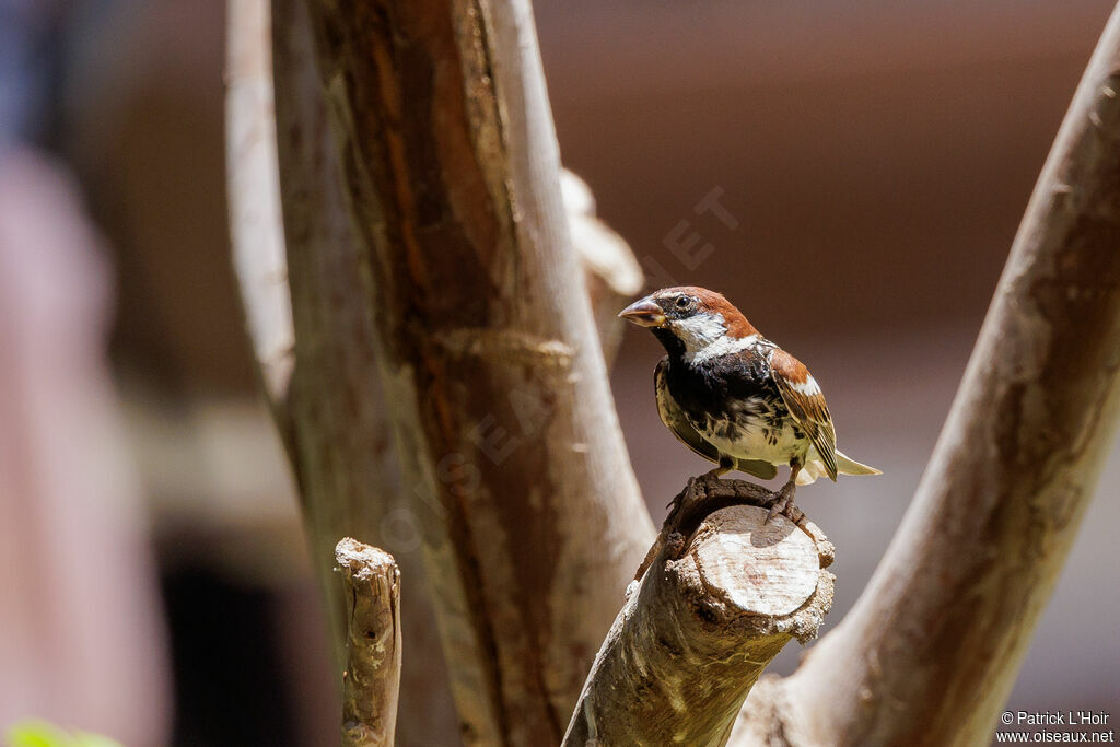 Spanish Sparrow male adult breeding