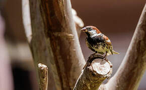 Spanish Sparrow