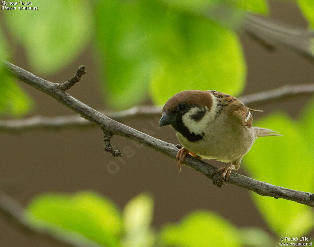 Moineau friquet mâle adulte