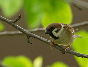 Moineau friquet