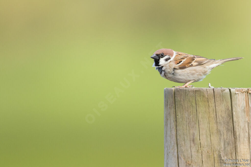 Eurasian Tree Sparrow