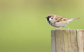 Eurasian Tree Sparrow