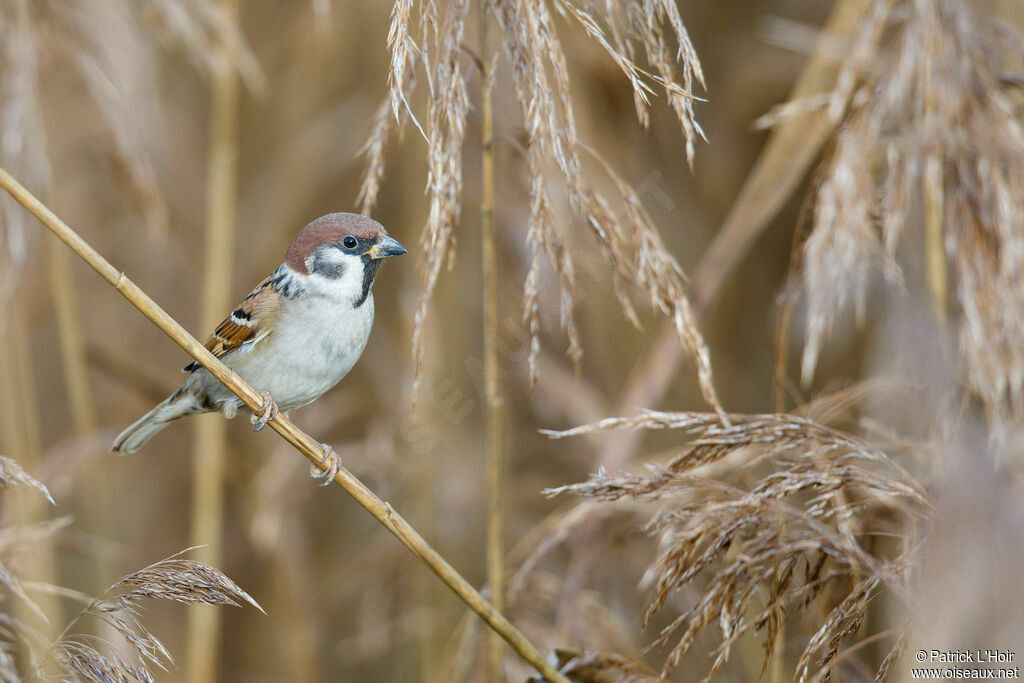 Eurasian Tree Sparrow