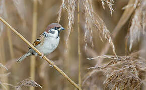 Eurasian Tree Sparrow