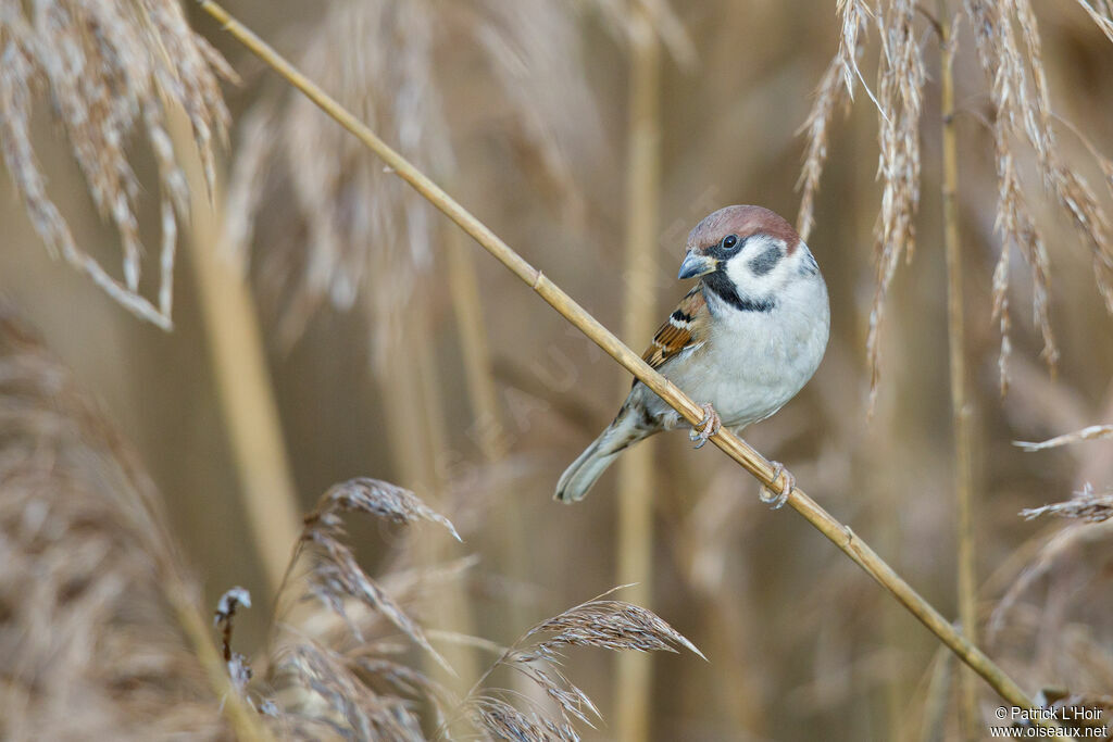 Eurasian Tree Sparrow