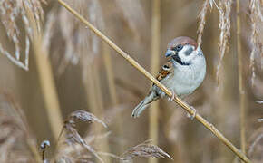 Eurasian Tree Sparrow