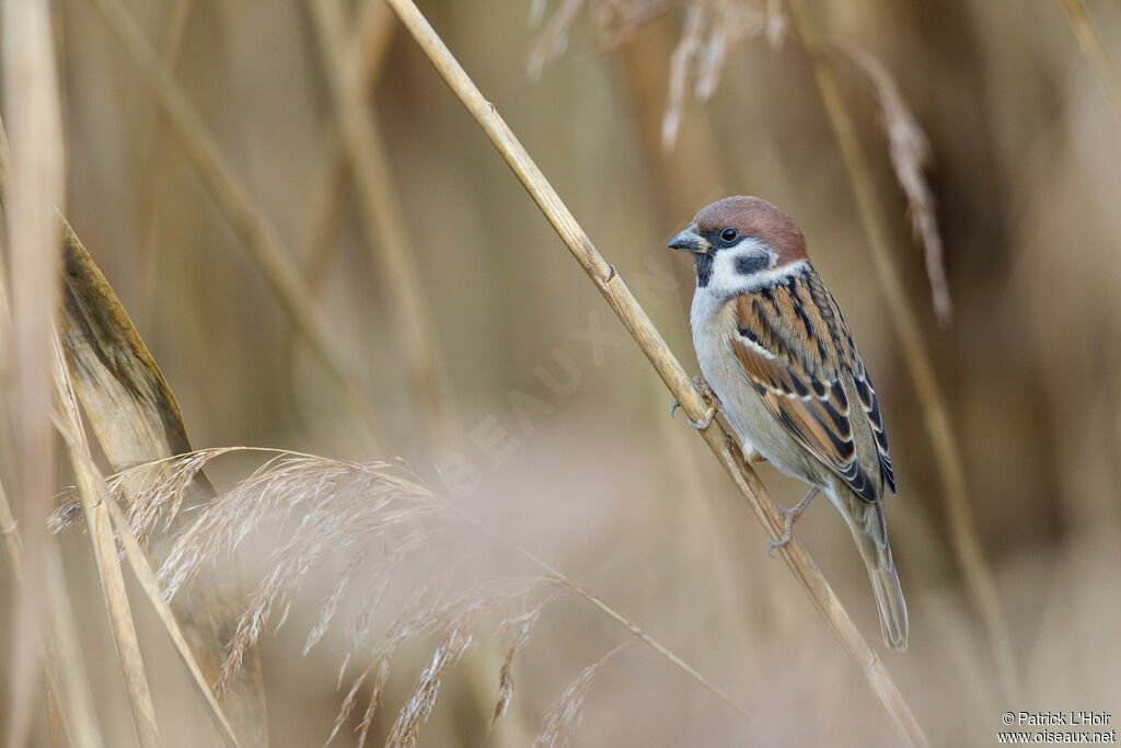 Eurasian Tree Sparrow