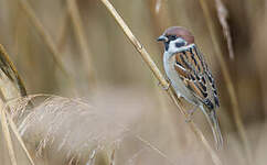 Moineau friquet