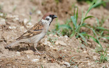 Moineau friquet