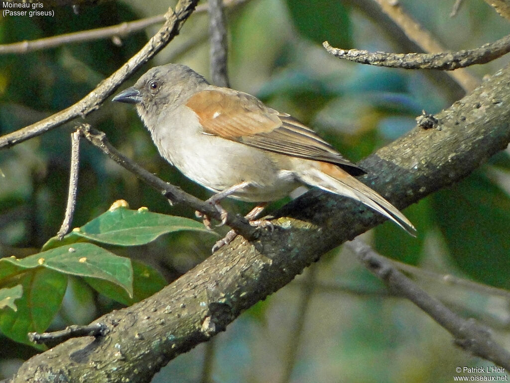 Moineau gris