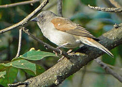 Northern Grey-headed Sparrow