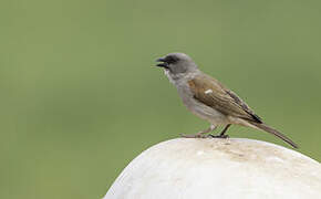 Northern Grey-headed Sparrow