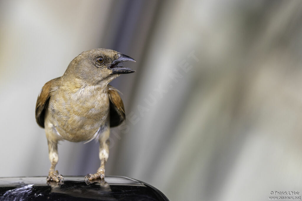 Northern Grey-headed Sparrowadult