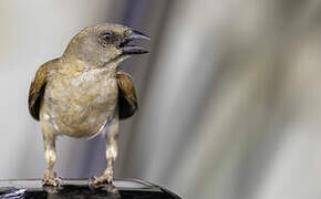 Northern Grey-headed Sparrow