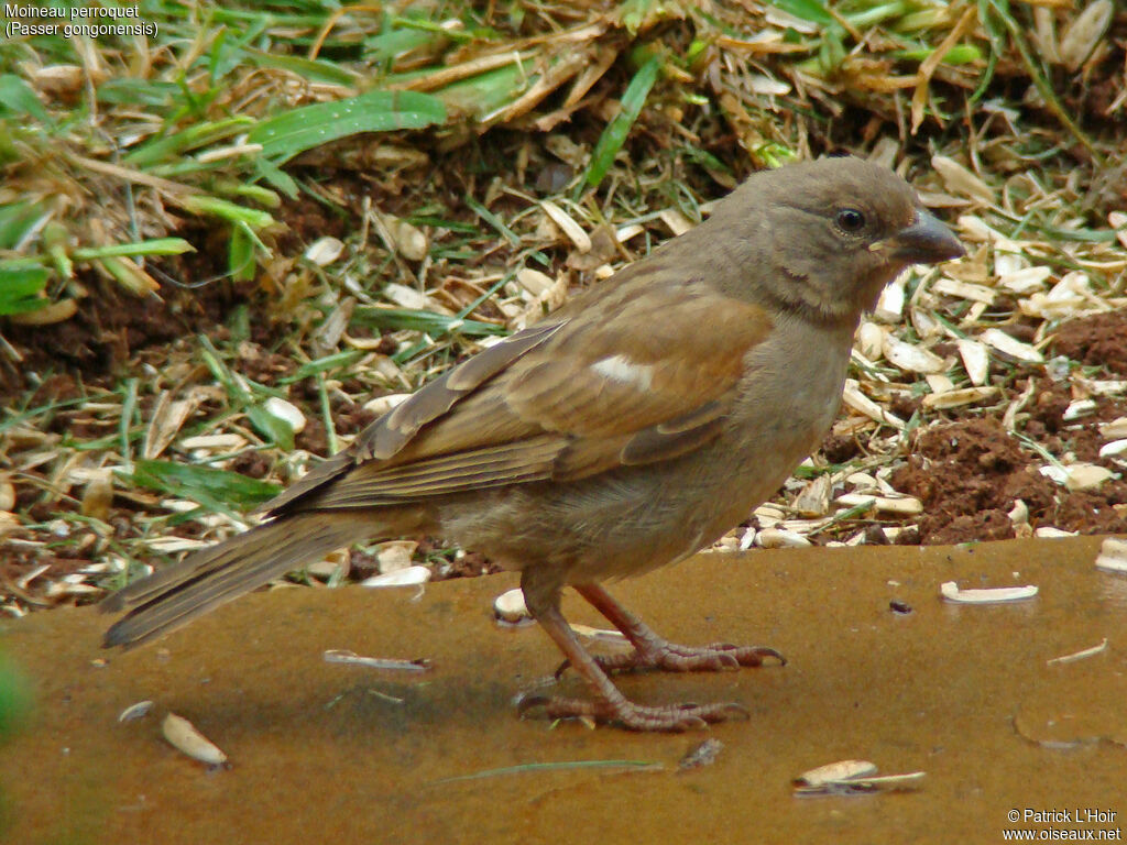 Parrot-billed Sparrow