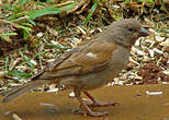 Moineau perroquet