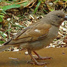 Moineau perroquet