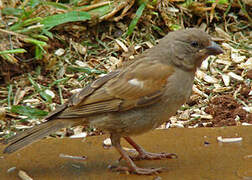 Parrot-billed Sparrow