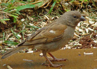 Moineau perroquet