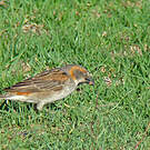 Moineau roux