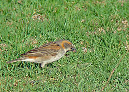 Moineau roux