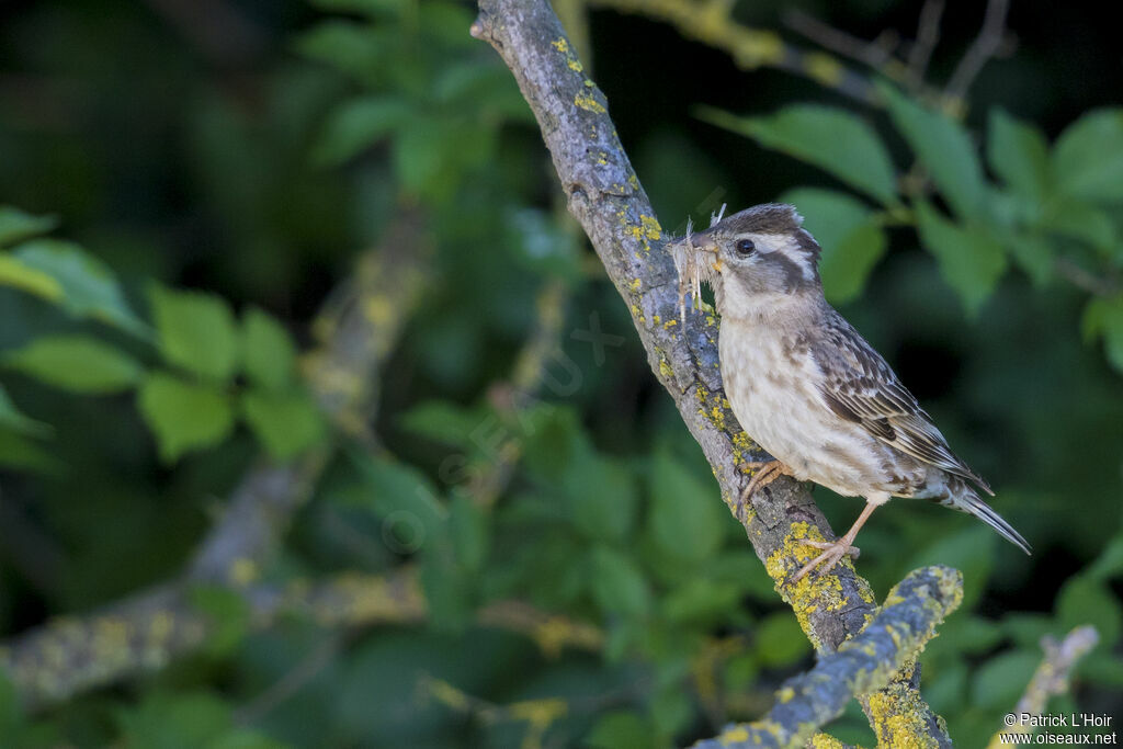 Rock Sparrowadult, Reproduction-nesting