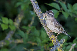 Rock Sparrow