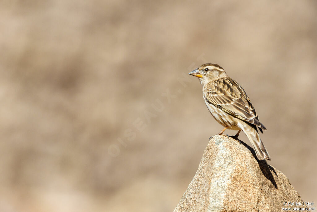 Rock Sparrow