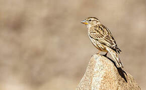 Rock Sparrow