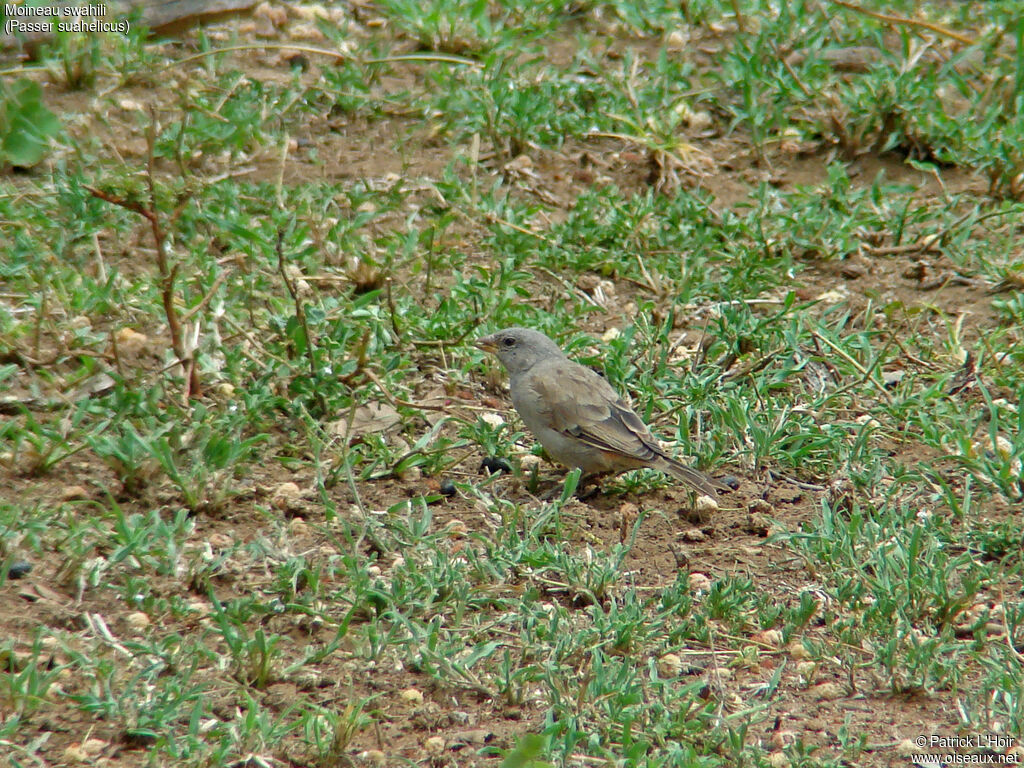 Swahili Sparrow