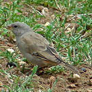 Moineau swahili